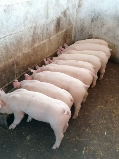  - Marele Alb Unguresc