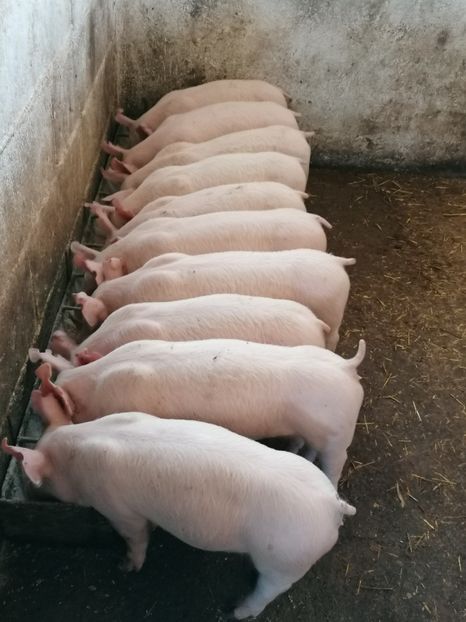  - Marele Alb Unguresc