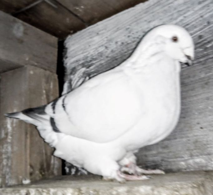  - - A - A - A - A- W A R N I N G !