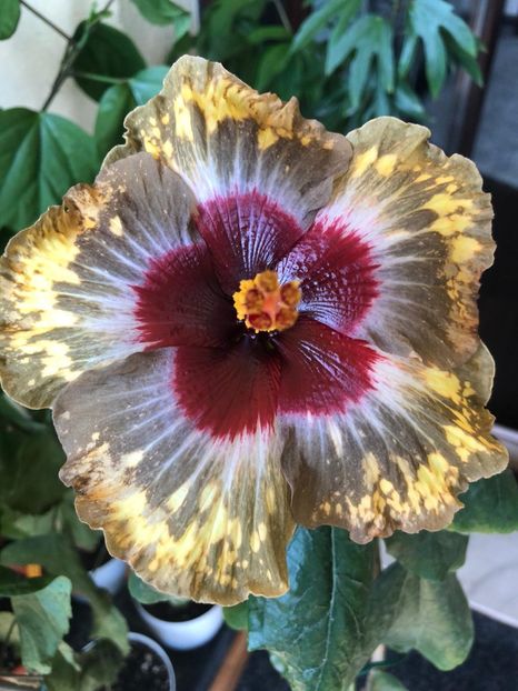 Shiva - 35 LEI - lastari rezervati A