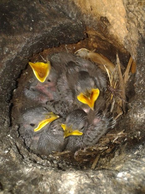  - AAAAAA_CUIB GRAURI 2018_2019_2020_2022_2023