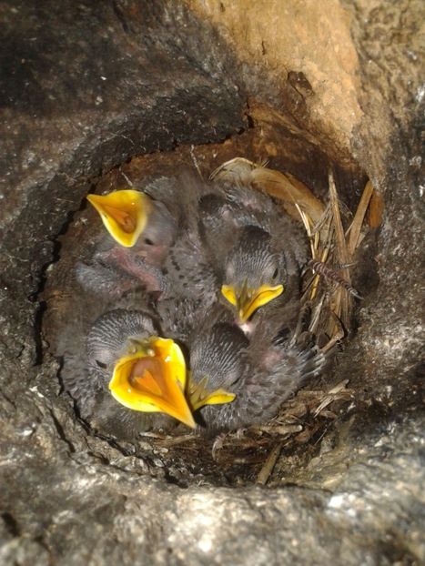  - AAAAAA_CUIB GRAURI 2018_2019_2020_2022_2023