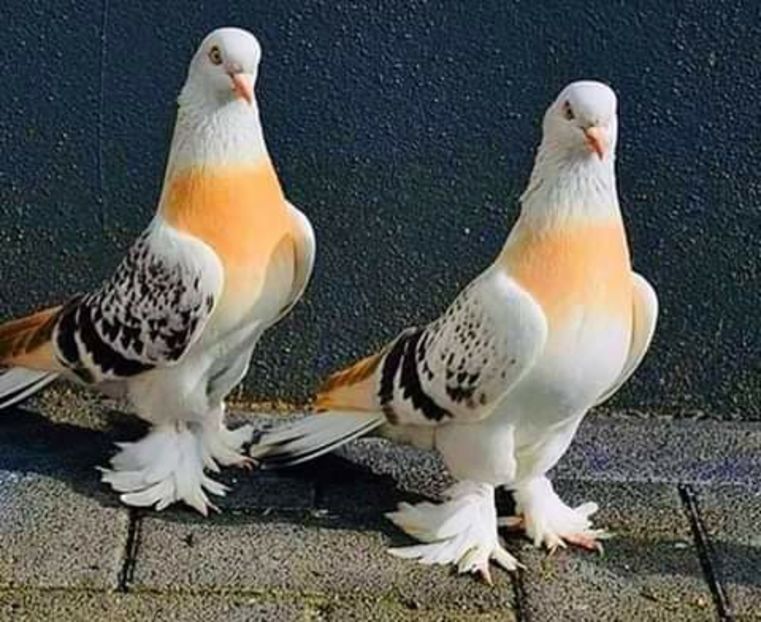  - NU AMI APARTIN 2020