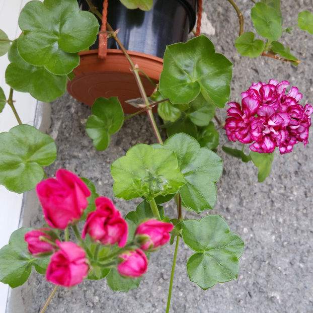  - Muscate 2013 2022