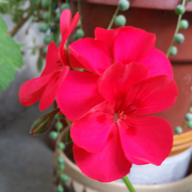  - Muscate 2013 2022