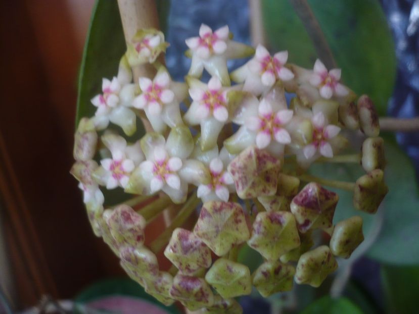 P1430834 - HOYA 2020-1