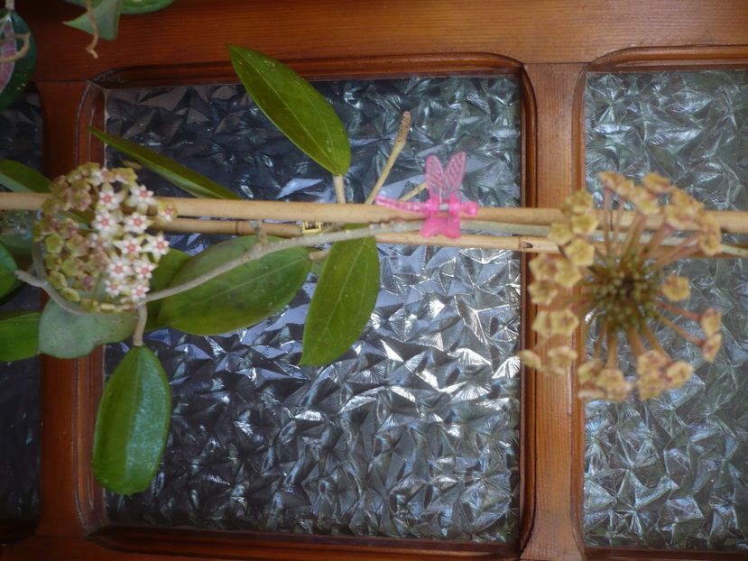 P1430836 - HOYA 2020-1