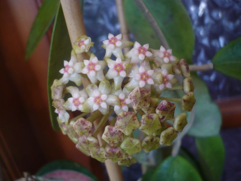 P1430837 - HOYA 2020-1