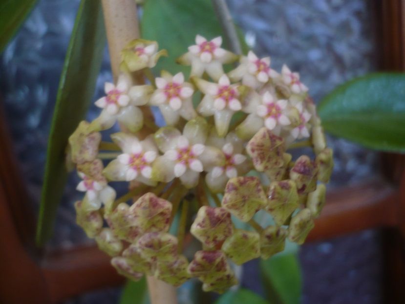 P1430838 - HOYA 2020-1