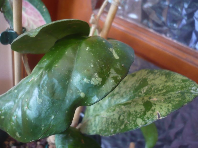 P1430841 - Hoya-frunze