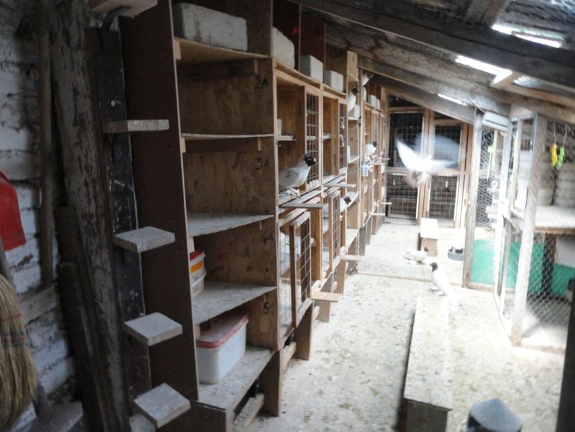  - Jucator de Botosani capete colorate matca 2020