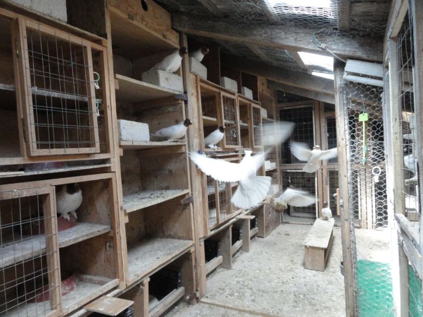  - Jucator de Botosani capete colorate matca 2020