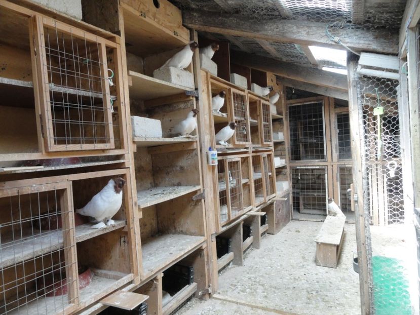  - Jucator de Botosani capete colorate matca 2020