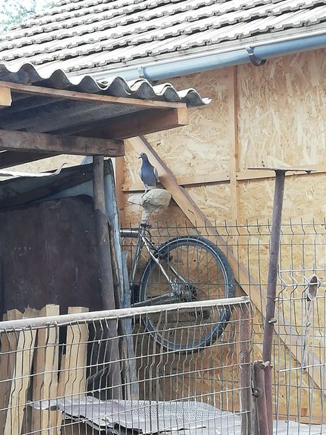  - 2020-Pui Seria întâi