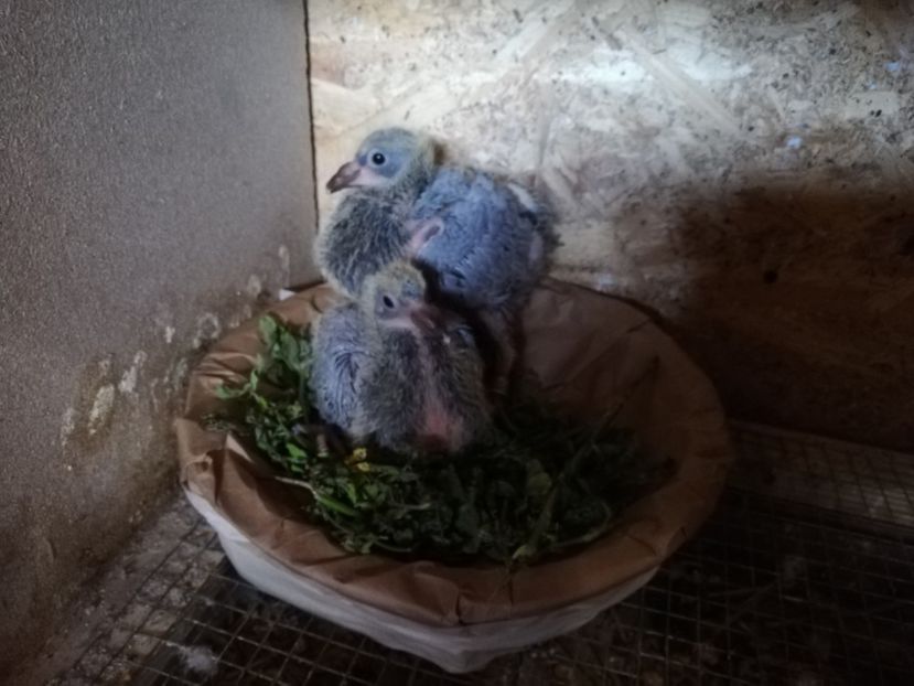  - 2020-Pui Seria întâi