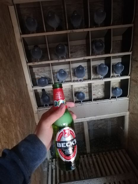  - 2020-Pui Seria întâi