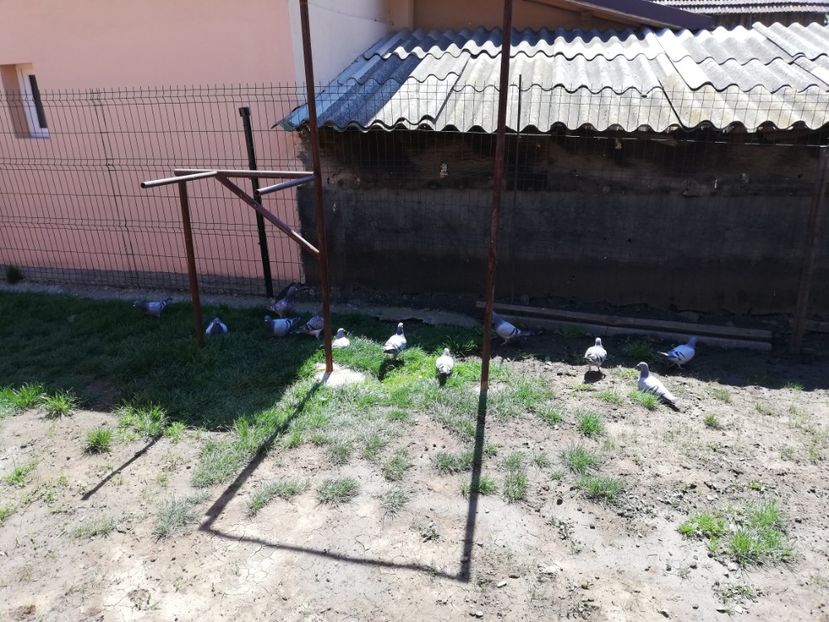  - 2020-Pui Seria întâi