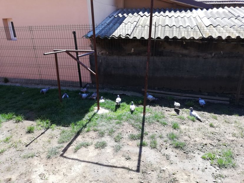  - 2020-Pui Seria întâi