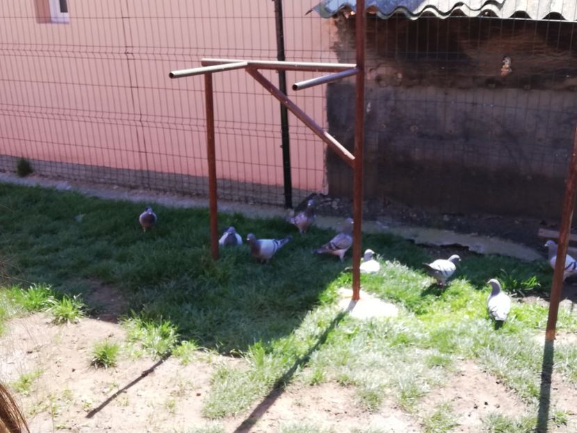  - 2020-Pui Seria întâi