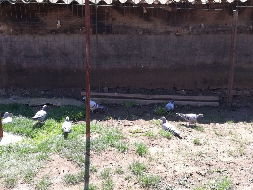  - 2020-Pui Seria întâi