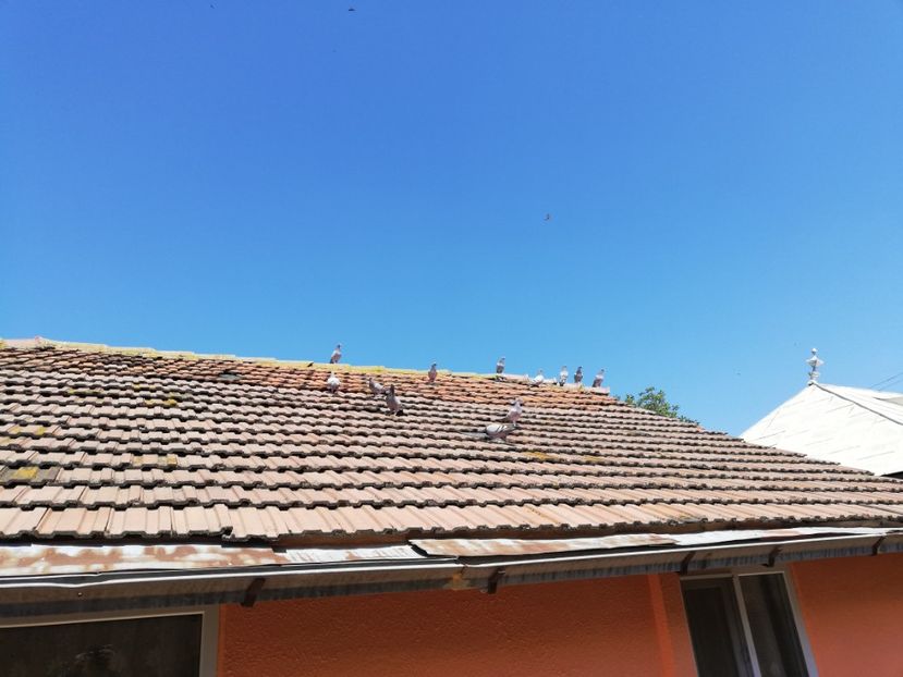  - 2020-Pui Seria întâi