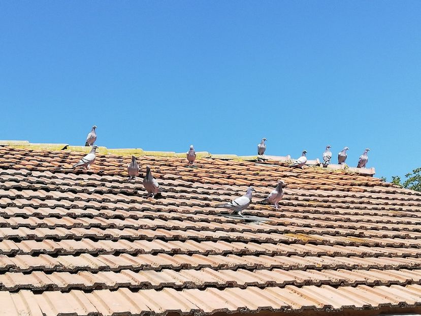  - 2020-Pui Seria întâi