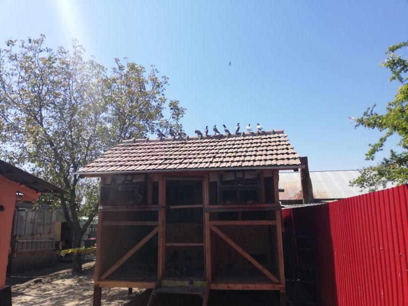  - 2020-Pui Seria întâi