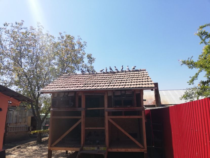  - 2020-Pui Seria întâi