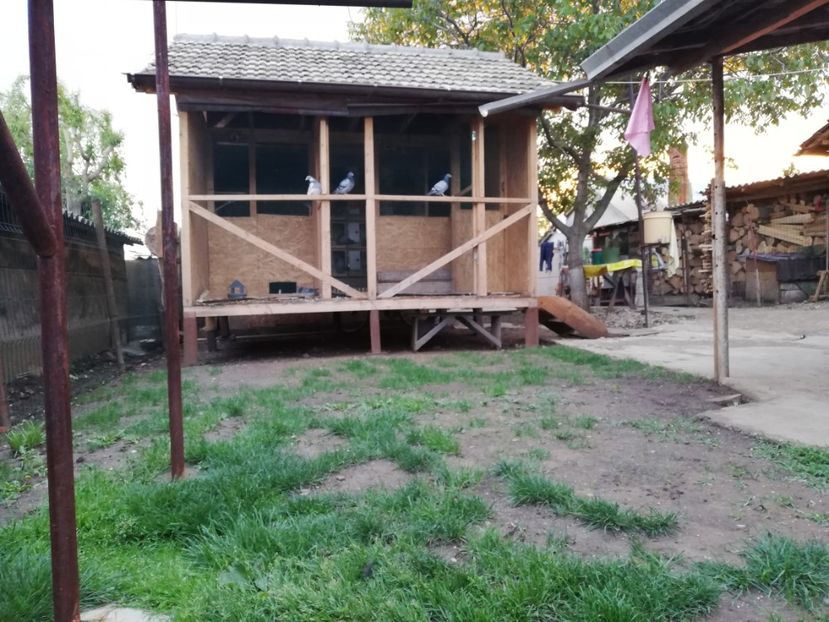  - 2020-Pui Seria întâi