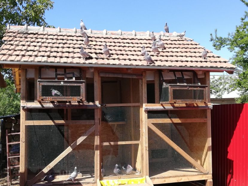  - 2020-Pui Seria întâi