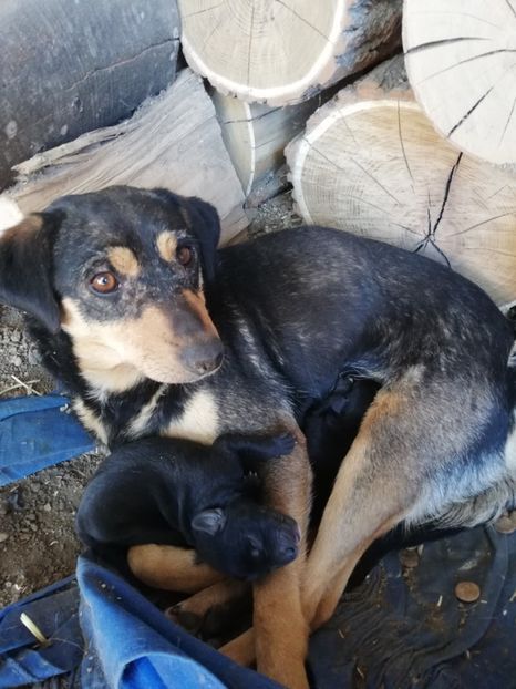  - 2015-PAZNICUL PORUMBEILOR