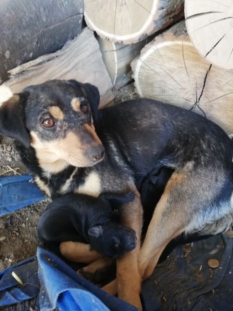  - 2015-PAZNICUL PORUMBEILOR