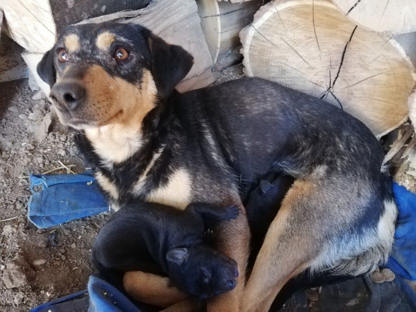  - 2015-PAZNICUL PORUMBEILOR