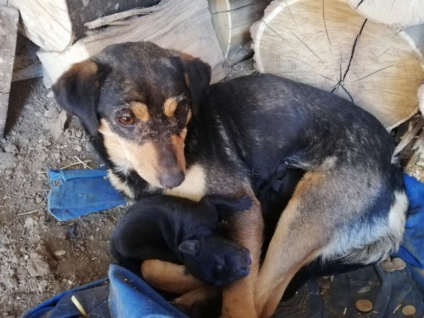  - 2015-PAZNICUL PORUMBEILOR