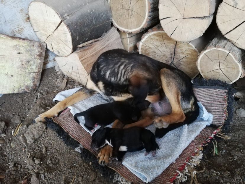  - 2015-PAZNICUL PORUMBEILOR