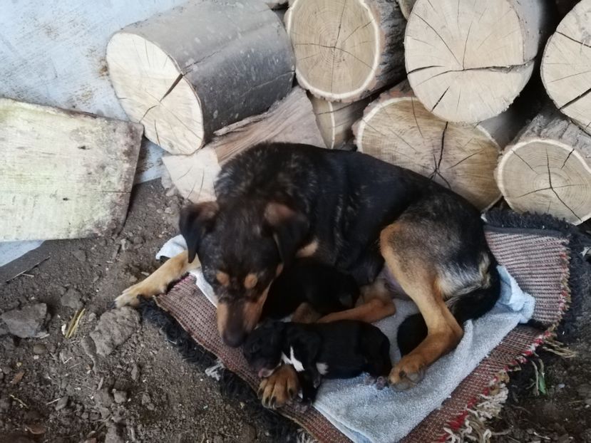  - 2015-PAZNICUL PORUMBEILOR