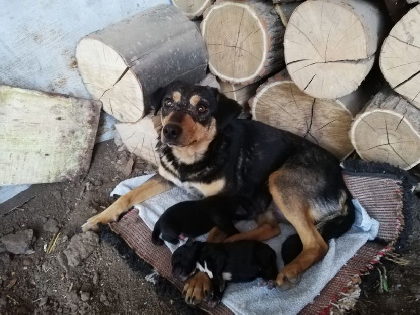  - 2015-PAZNICUL PORUMBEILOR