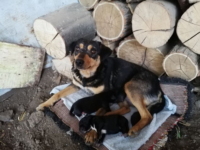  - 2015-PAZNICUL PORUMBEILOR