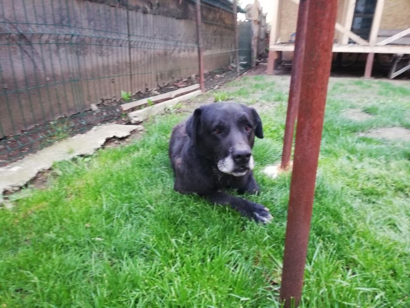  - 2015-PAZNICUL PORUMBEILOR