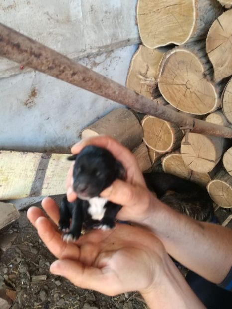 IMG-20200427-WA0033 - 2015-PAZNICUL PORUMBEILOR