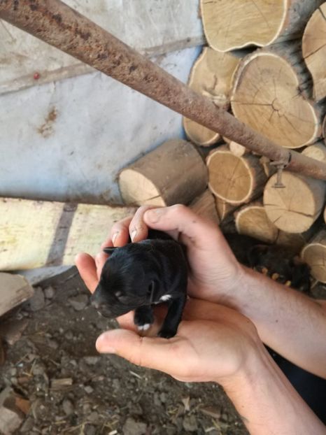 IMG-20200427-WA0034 - 2015-PAZNICUL PORUMBEILOR