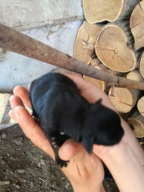 IMG-20200427-WA0035 - 2015-PAZNICUL PORUMBEILOR