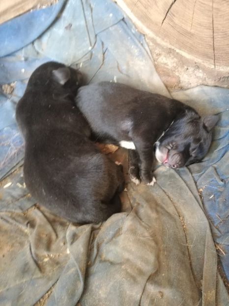 IMG-20200428-WA0045 - 2015-PAZNICUL PORUMBEILOR