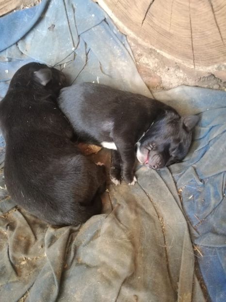 IMG-20200428-WA0046 - 2015-PAZNICUL PORUMBEILOR