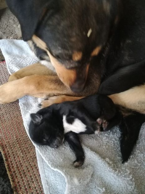 IMG-20200428-WA0059 - 2015-PAZNICUL PORUMBEILOR