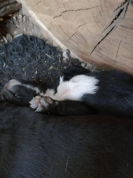 IMG-20200430-WA0007 - 2015-PAZNICUL PORUMBEILOR