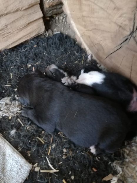 IMG-20200430-WA0008 - 2015-PAZNICUL PORUMBEILOR