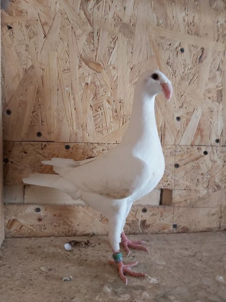 Acelasi - Voiajor German PUII 2020