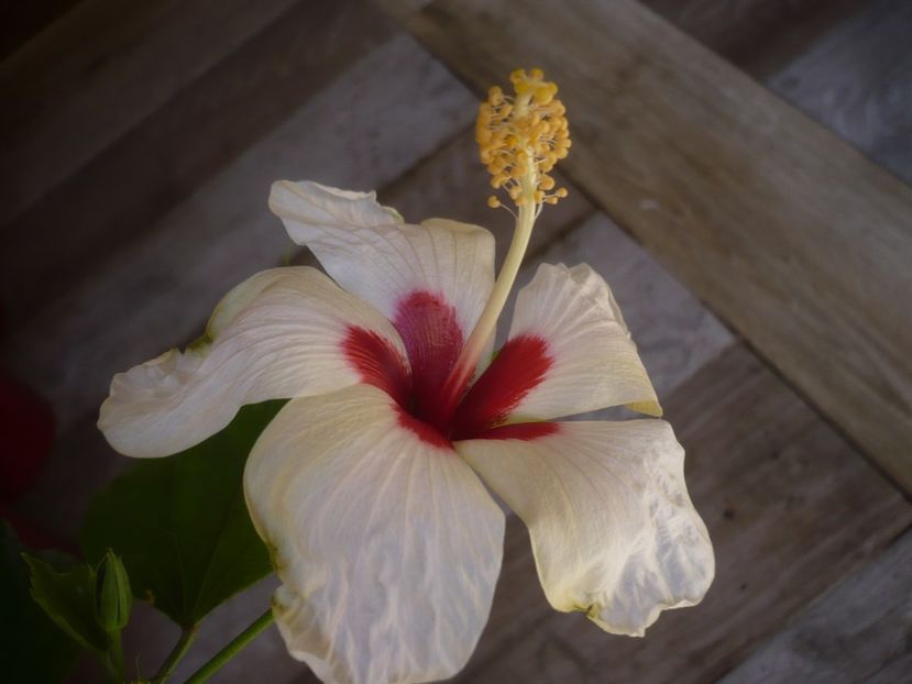 P1430848 - HIBISCUSI 2020-1