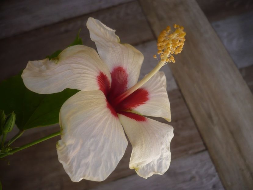 P1430849 - HIBISCUSI 2020-1